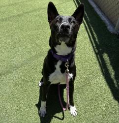 Shelter Stray Female Dog last seen Near Thunder Drive, Oceanside, CA, 92056, Oceanside, CA 92058, USA