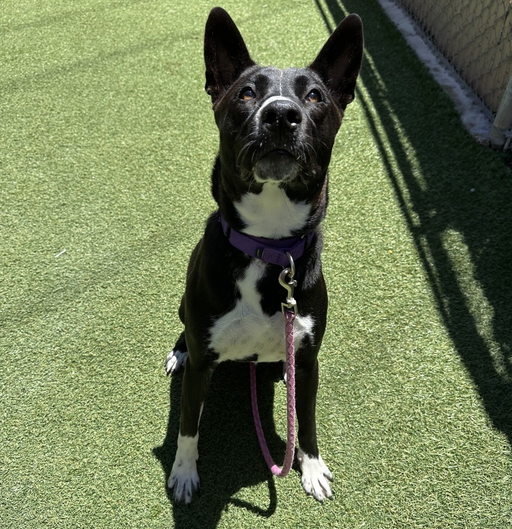 Shelter Stray Female Dog last seen Near Thunder Drive, Oceanside, CA, 92056, Oceanside, CA 92058, USA