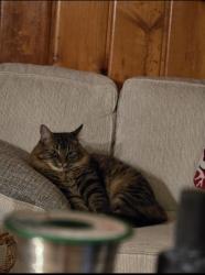 Lost Male Cat last seen Near bailey road, Cuyahoga Falls, OH 44221