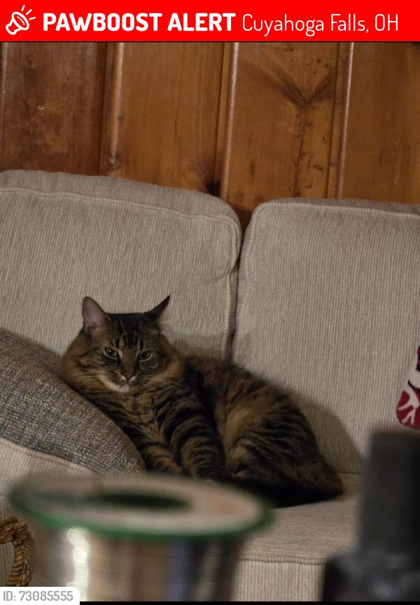Lost Male Cat last seen Near bailey road, Cuyahoga Falls, OH 44221
