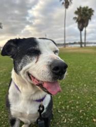 Shelter Stray Female Dog last seen Near Jackson Drive, La Mesa, CA, 91942, 5500 Gaines St, San Diego, CA 92110, USA