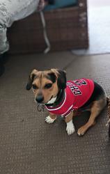 Lost Male Dog last seen Ferndale Area, High Point, NC 27262