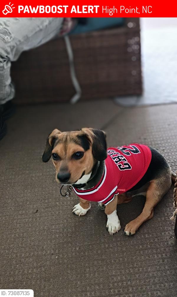 Lost Male Dog last seen Ferndale Area, High Point, NC 27262
