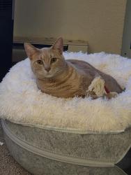 Lost Male Cat last seen Harbour Pointe Golf Course, Mukilteo, WA 98275