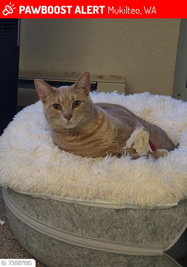 Lost Male Cat last seen Harbour Pointe Golf Course, Mukilteo, WA 98275