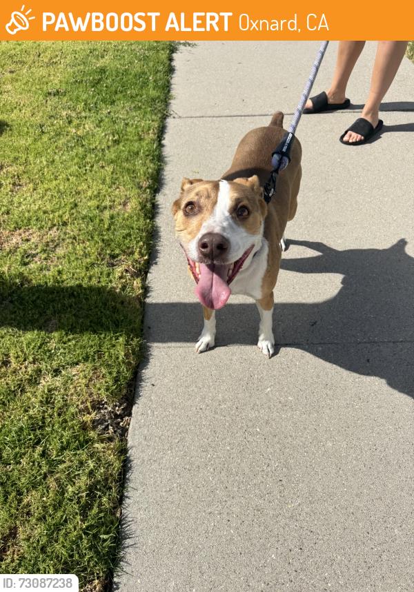 Found/Stray Male Dog last seen Via marina park, Oxnard, CA 93035