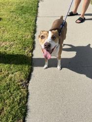 Found/Stray Male Dog last seen Via marina park, Oxnard, CA 93035