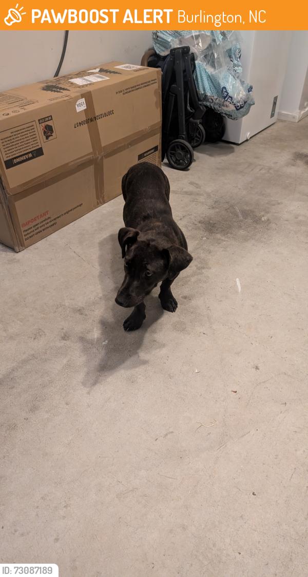 Found/Stray Female Dog last seen Mackintosh Homes, Burlington, NC 27215