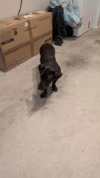Found/Stray Female Dog last seen Mackintosh Homes, Burlington, NC 27215