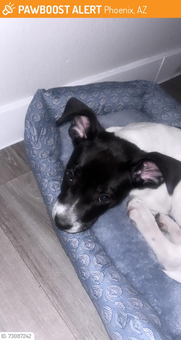 Found/Stray Female Dog last seen 71st sve, Phoenix, AZ 85033