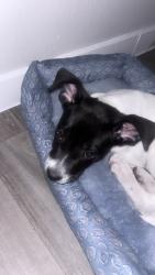Found/Stray Female Dog last seen 71st sve, Phoenix, AZ 85033