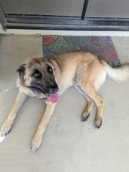 Found/Stray Male Dog last seen 12th and north, Nuevo, CA 92567