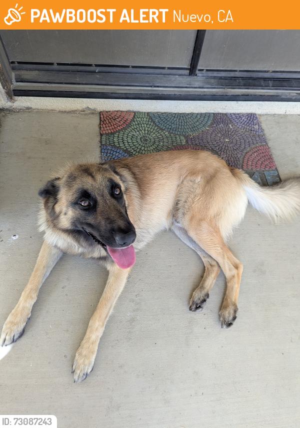 Found/Stray Male Dog last seen 12th and north, Nuevo, CA 92567