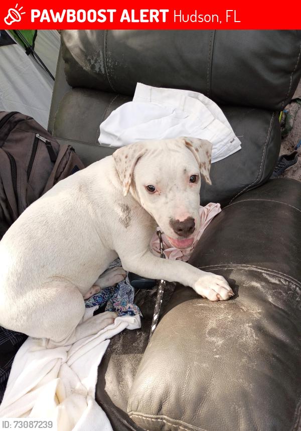 Lost Male Dog last seen Near and Bolton, Hudson, FL 34667
