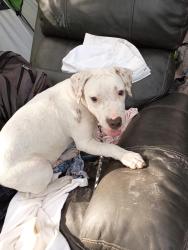 Lost Male Dog last seen Near and Bolton, Hudson, FL 34667