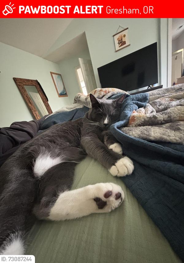 Lost Male Cat last seen Kelly Creek park, Gresham, OR 97080