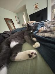 Lost Male Cat last seen Kelly Creek park, Gresham, OR 97080