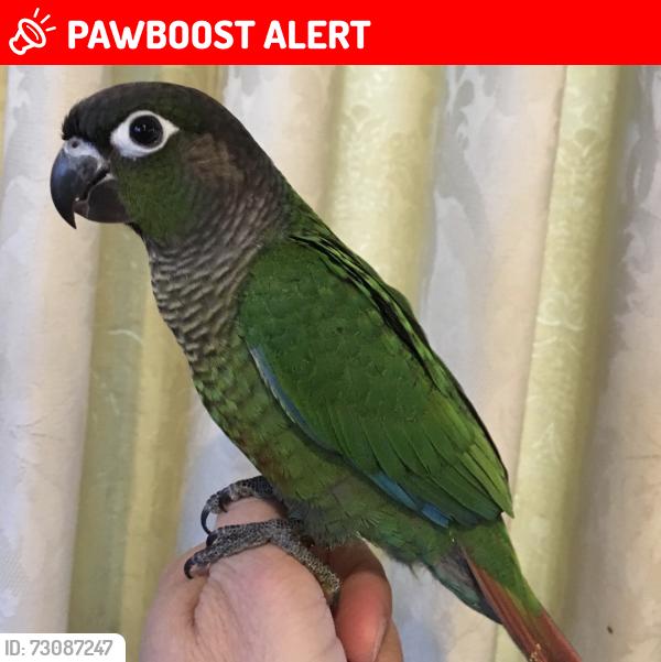 Lost Female Bird last seen Hampton Gardens, closest roads are Wakehurst Road and surrounding roads, Peterborough, England PE7 8RS