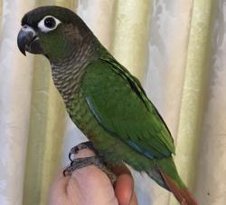 Lost Female Bird last seen Hampton Gardens, closest roads are Wakehurst Road and surrounding roads, Peterborough, England PE7 8RS