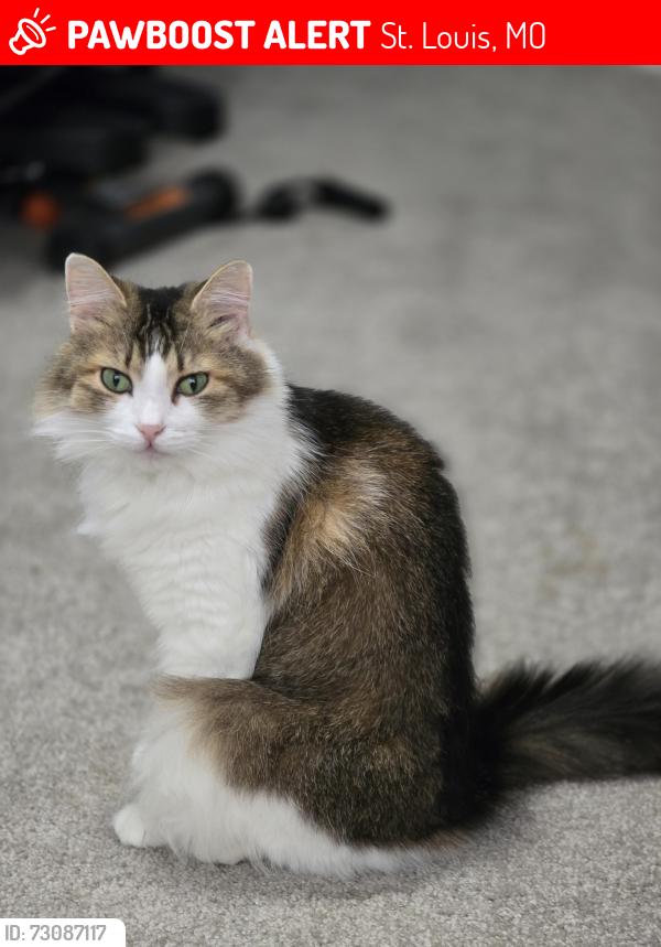 Lost Female Cat last seen Michigan and Magnolia, St. Louis, MO 63118