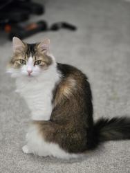 Lost Female Cat last seen Michigan and Magnolia, St. Louis, MO 63118