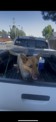 Reunited Unknown Dog last seen Union city , Union City, CA 94587