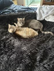 Lost Male Cat last seen Walters rd, Fairfield, CA 94533