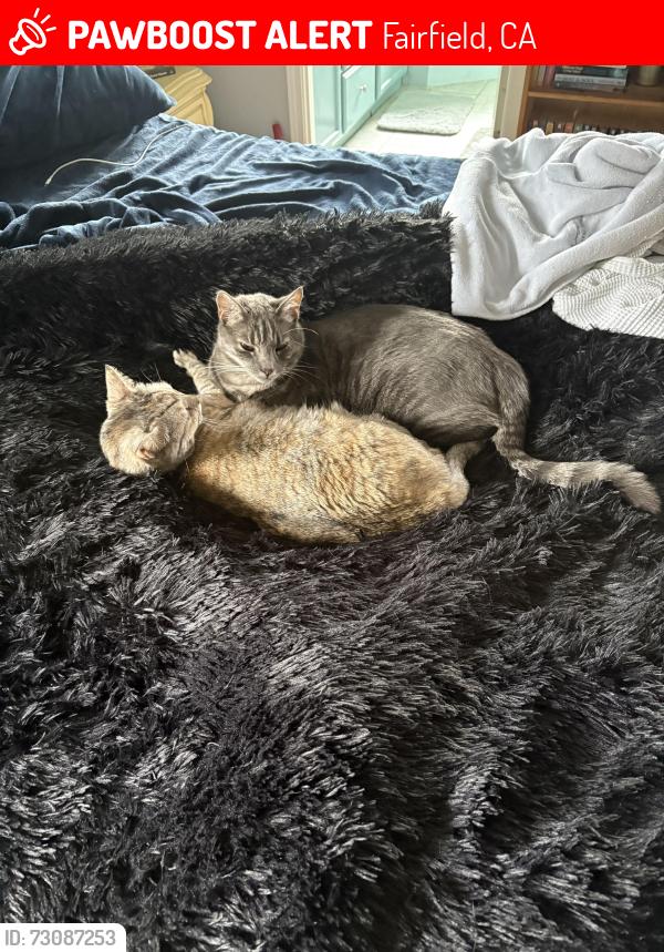 Lost Male Cat last seen Walters rd, Fairfield, CA 94533