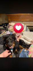 Lost Male Dog last seen Roosevelt and midland nampa Idaho, Nampa, ID 83686