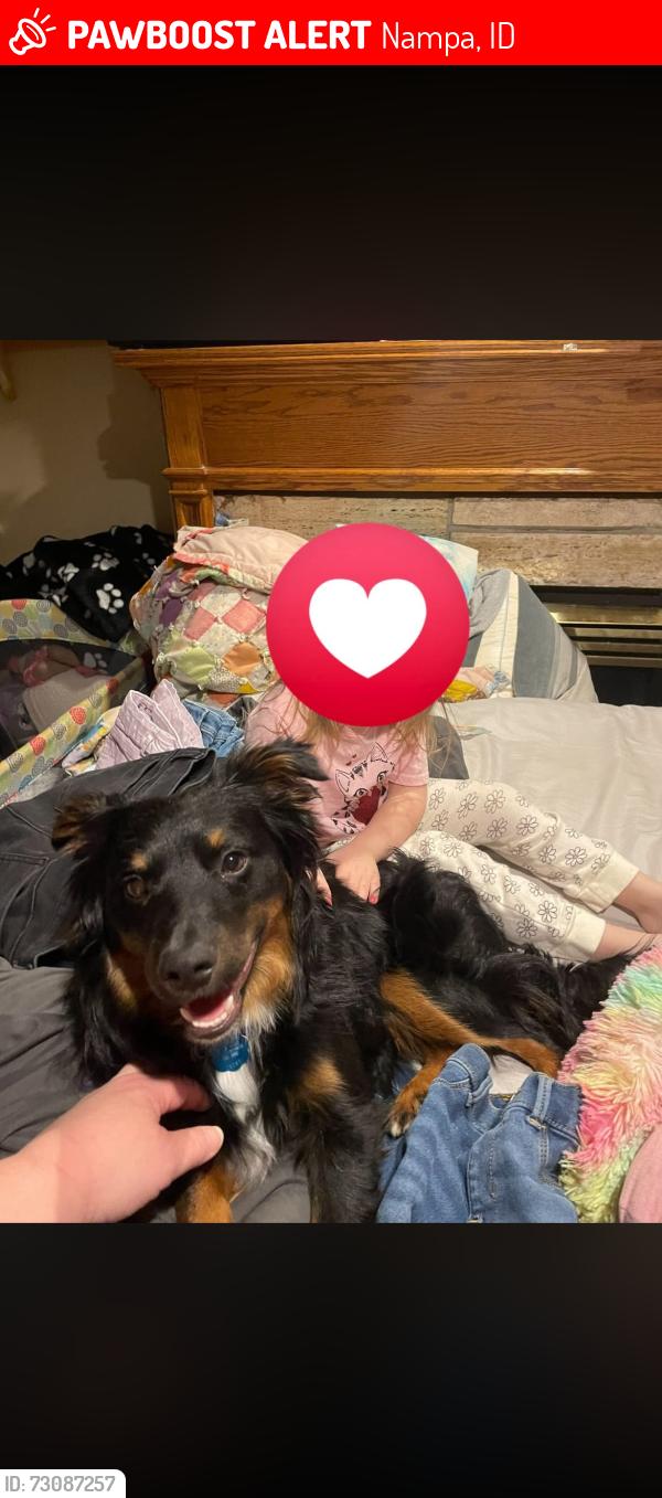 Lost Male Dog last seen Roosevelt and midland nampa Idaho, Nampa, ID 83686