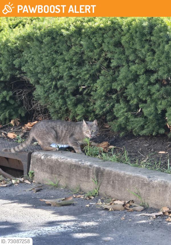 Found/Stray Unknown Cat last seen Clarion Hotel, Franklin Township, NJ 08873
