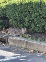 Found/Stray Unknown Cat last seen Clarion Hotel, Franklin Township, NJ 08873