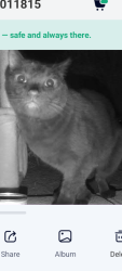 Found/Stray Unknown Cat last seen pearl and chaote, Pittsburgh, PA 15224