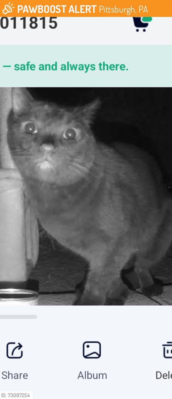 Found/Stray Unknown Cat last seen pearl and chaote, Pittsburgh, PA 15224