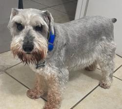 Reunited Female Dog last seen Siesta lago Kissimmee , Kissimmee, FL 34746