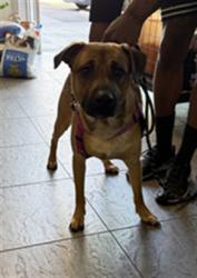 Shelter Stray Male Dog last seen , 11361 W Pico Blvd, Los Angeles, CA 90064, USA