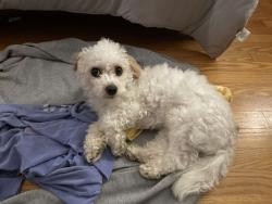 Lost Male Dog last seen E Gurney Ct North Chesterfield, VA  23237, Chesterfield County, VA 23237