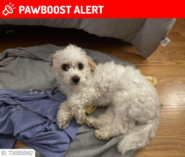 Lost Male Dog last seen E Gurney Ct North Chesterfield, VA  23237, Chesterfield County, VA 23237