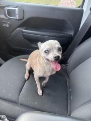 Found/Stray Female Dog last seen Medical Center, El Paso, TX 79930