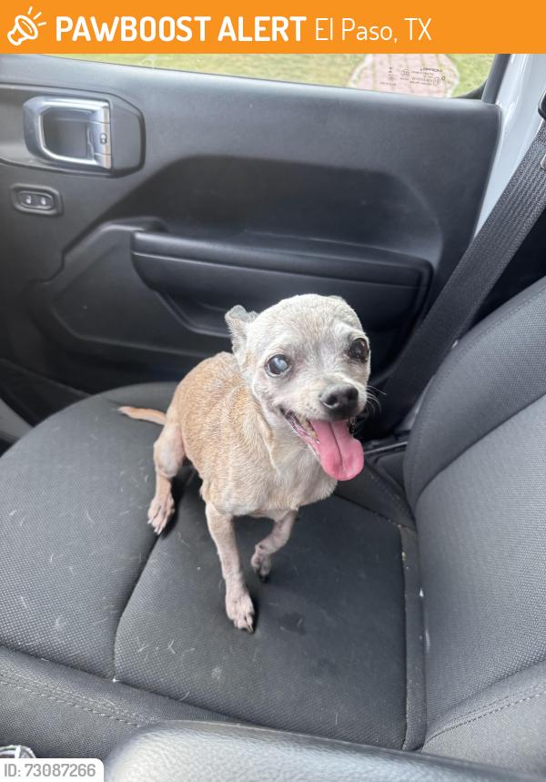 Found/Stray Female Dog last seen Medical Center, El Paso, TX 79930