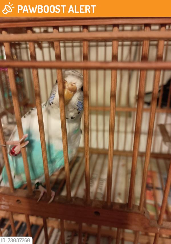 Found/Stray Unknown Bird last seen Edgewood Rd, Lower Makefield Township, PA 19067