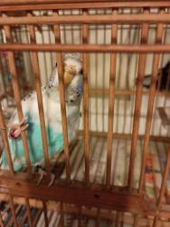 Found/Stray Unknown Bird last seen Edgewood Rd, Lower Makefield Township, PA 19067