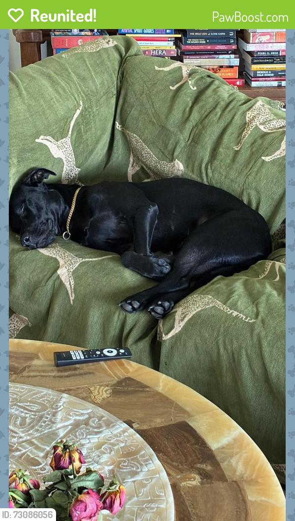 Reunited Male Dog last seen Duffys us1 in stuart, Stuart, FL 34997