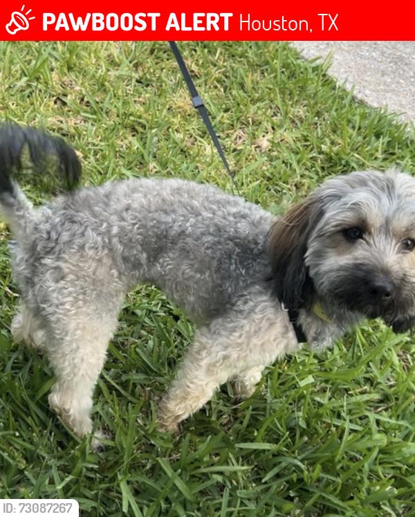 Lost Female Dog last seen Cowart, Houston, TX 77029