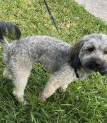 Lost Female Dog last seen Cowart, Houston, TX 77029