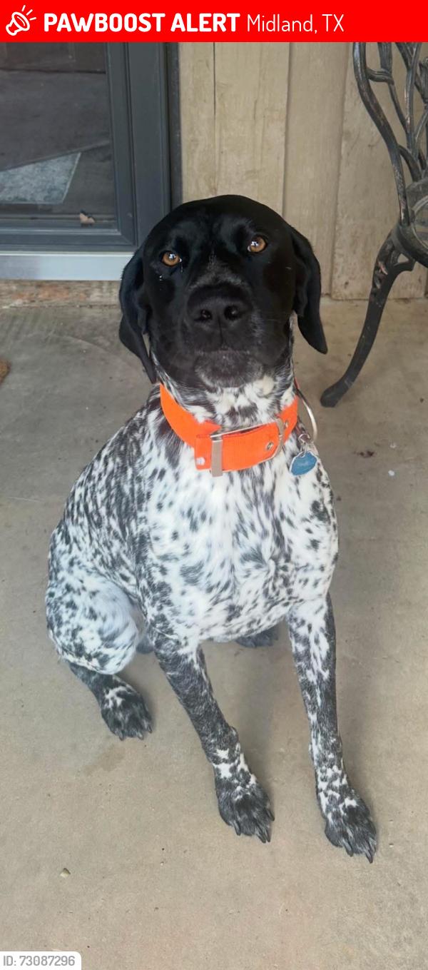 Lost Male Dog last seen Dollar General, Midland, TX 79706