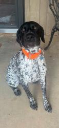 Lost Male Dog last seen Dollar General, Midland, TX 79706