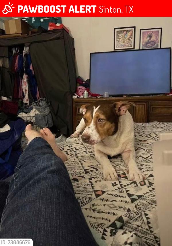 Lost Female Dog last seen Near motel 6 sinton tx, Sinton, TX 78387