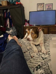 Lost Female Dog last seen Near motel 6 sinton tx, Sinton, TX 78387