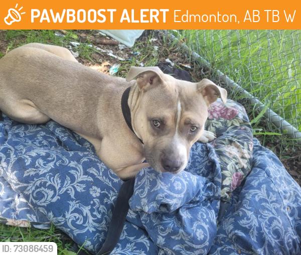 Found/Stray Female Dog last seen 118th ave and 85th street, Edmonton, AB T5B 3W7